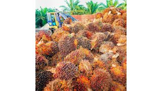 Als einer der weltweit führenden Verarbeiter für Palmprodukte hat sich BASF verpflichtet, regelmäßig über den Fortschritt und die Zusammenarbeit entlang der Wertschöpfungskette zu berichten. (gemeinfrei)