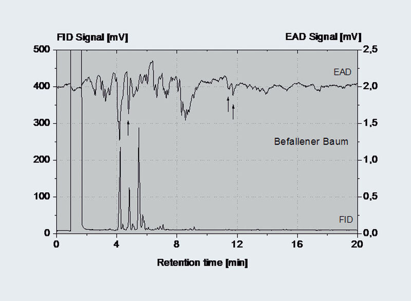 Abb.5.1: Die elektrophysiologische
Antwort der Antenne des Blauen
Kiefernprachtkäfers auf die Komponenten
der Duftstoffmischung
wird in direktem Vergleich mit
dem Signal des FID dargestellt.
Pfeile markieren Unterschiede
zwischen den GC-EAD-Chromatogrammen
einer attraktiven und
einer unattraktiven Kiefer.
(siehe Abb. 5.2) (Archiv: Vogel Business Media)