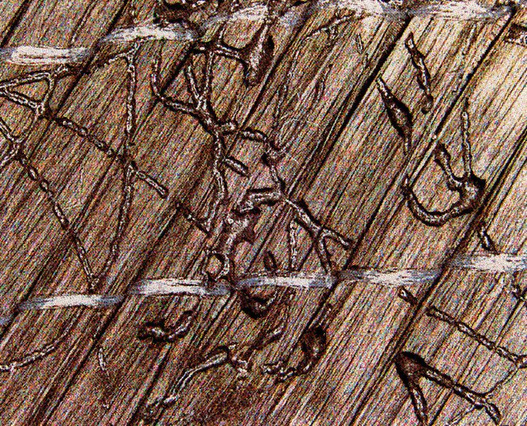 Mikroskopaufnahme des definiert applizierten Saerfix EP der Firma Saertex auf einem Carbonfasergelege. (Bild: Saertex)