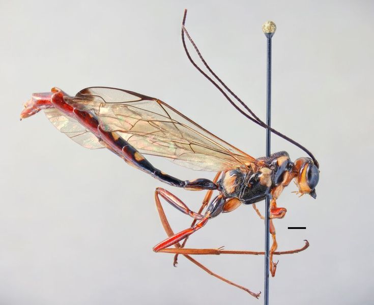 Male of the species Epirhyssa overlaeti (Hopkins et al. 2019 )