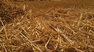 Landwirtschaftliche Reststoffe wie Stroh bieten viel Potenzial als biogene Rohstoffe für die Kunststoffindustrie. (Bild: IfBB/Hochschule Hannover)