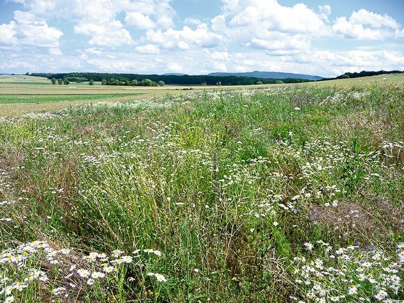 Bereichert Agrarlandschaften: Eine junge Blühfläche in voller Blüte.  (Fabian Bötzl)