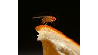 Fruchtfliege Drosophila melanogaster auf einer Orangenschale. Die Schale der Zitrusfrucht ist ein ideales Eiablagesubstrat, denn die parasitische Wespe Leptopilina boulardii, die ihre Eier in die Fliegenlarven legt, verabscheut Zitrusduft. (Bild: Marcus C. Stensmyr, Universität Lund)