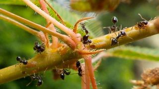 Crematogaster levior, eine südamerikanische Ameisenart, die symbiotisch mit anderen Ameisenarten im selben Nest lebt  (© Florian Menzel )