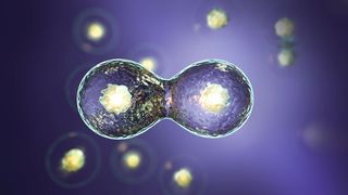 Bei der Teilung von Darmkrebszellen werden Mikro- und Nanoplastikpartikel an die neu gebildete Zelle weitergegeben (Symbolbild). (Bild: evve79 - stock.adobe.com)