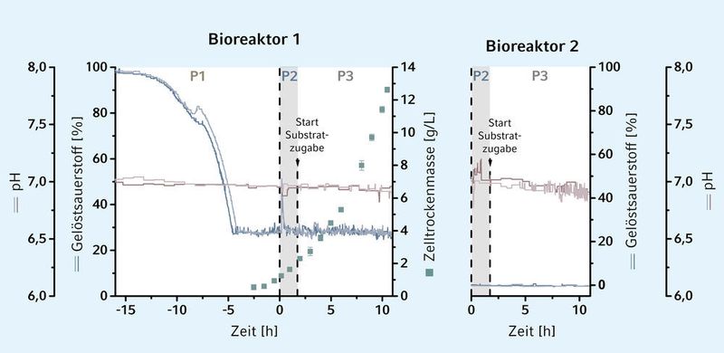Abb. 3: Fed-Batch-Kultivierung von C. glutamicum bei oszillierendem Sauerstoff- und Glukoseangebot (Eppendorf)