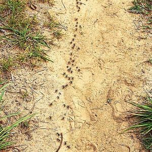 Matabele-Ameisen auf Raubzug: Um schneller voranzukommen, bevorzugen sie Wege über offenes Gelände.