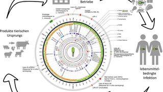 Übertragungswege bei Listerien-Infektionen sowie Darstellung des Genoms des hypervirulenten Listeria-Stamms. (S. Doijad, J. Falgenhauer)