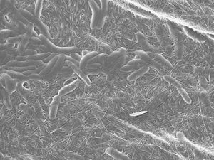 3d Gedruckte Biokompatible Tinte Mit Lebenden Bakterien Bild 3 4