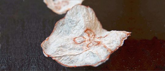 Mit einem speziellen Verfahren verwandeln Forscher glibberige Quallen und knusprige Chips.(Bild:  Pedersen et al., DOI: 10.1016/j.ijgfs.2017.04.001; Hintergrund bearbeitet von VCG)