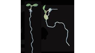 Rechts: Keimling einer Samenpflanze mit normalem Wurzelwachstum bei intaktem Gravitropismus; links: Keimling mit deformierter Wurzel bei gestörtem Gravitropismus (PIN2-Mutation). Details: s. Text (IST Austria – Yuzhou Zhang/Friml Gruppe)