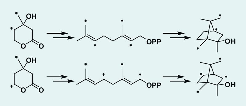 5	 Markierungsmuster von 2-Methylisoborneol nach der Fütterung von [4,4,6,6,6-D5]- und [5,5,6,6,6-D5]-markiertem Mevalonolacton (Archiv: Vogel Business Media)
