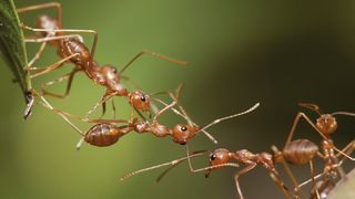 Abb. 1: Ameisen verfügen im Verhältnis zu ihrer Körpergröße über enorme Kräfte. Ihre Fortbewegung näher zu verstehen, könnte auch für Bionik und Robotik nützlich sein. (Bild: lirtlon - Fotolia.com)