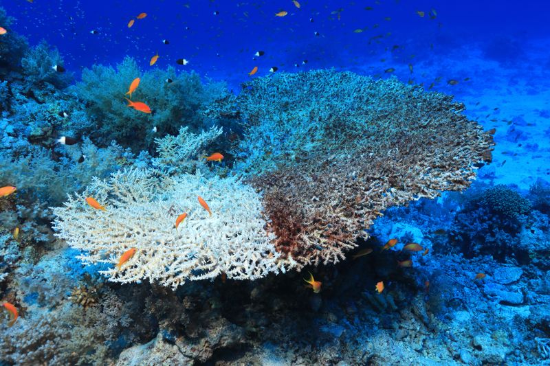 Fakt 11: Die Ozeane versauern Seit dem vorindustriellen Zeitalter ist der durchschnittliche pH-Wert im Meer messbar saurer geworden: Weltweit sank er im Mittel von 8,2 auf 8,1, was einem Anstieg des Säuregrades um 26 Prozent entspricht (die pH-Skala ist logarithmisch, d. h. wenn der pH-Wert um 1 kleiner wird, entspricht das einer Verzehnfachung des Säuregrades). Diese Versauerung gefährdet besonders Muscheln und andere Kalkschalen-bildende Meeresbewohner wie Korallen und Krebse, deren Schalen zusehends dünner werden.  Ursache für die Versauerung der Ozeane ist die Aufnahme von CO2 aus der Luft. Seit den 1980er Jahren haben die Weltmeere etwa 20 bis 30 Prozent davon aufgenommen und teilweise in Kohlensäure umgewandelt.   Lesetipp: Versauerung des arktischen Ozeans größer als erwartet Weitere Infos:  Was wir heute übers Klima wissen – Basisfakten zum Klimawandel, die in der Wissenschaft unumstritten sind, Stand: Dezember 2023, herausgegeben von: Deutsches Klima-Konsortium, Deutsche Meteorologische Gesellschaft, Deutscher Wetterdienst, Extremwetterkongress Hamburg, Helmholtz-Klima-Initiative, klimafakten.de  (AdobeStock/Martin Hablützel)