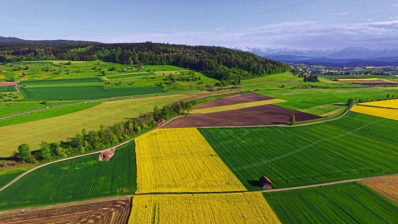 Im Feldversuch haben Forscher in der Schweiz getestet, ob eine Bodenimpfung mit Pilzen klassischen Dünger- und Pestizideinsatz ersetzen kann (Symbolbild).(Bild:  frei lizenziert, Ricardo Gomez Angel / Unsplash)