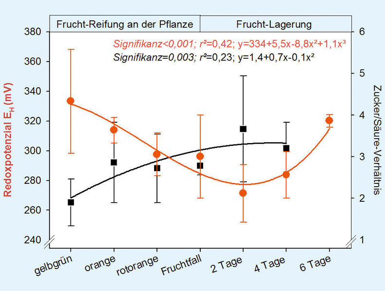 Abb. 3: Mittleres Redoxpotenzial (rote Kreise ± Standardabweichung) und mittleres Zucker/Säure-Verhältnis (schwarze Quadrate ± Standardabweichung) von Lulo-Früchten für die jeweiligen Reifestadien. Der Berechnung der Trendlinien lagen jeweils die Einzelwerte von Redoxpotenzial (rote Linie, inkl. Werte von zwei 6 Tage gelagerten Früchten) sowie des Zucker/Säure-Verhältnisses (schwarze Linie) zugrunde. (Bild: Uni Bayreuth)