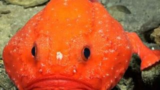 A Chaunax documented on the southwestern flank of Rapa NuiA Chaunax (genus of bony fish in the sea toad family) documented during Dive 664, a transect is located on the southwestern flank of Rapa Nui. The dive began at ~600 m depth and traveled upslope to ~200-300 m. The island is located near the western extent of the Salas y Gómez Ridge of underwater mountains.

 (Source: ROV SuBastian / Schmidt Ocean Institute)