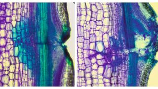 Defekte Regeneration verletzter Gefäße: Die normale Regeneration einer Pflanzenwunde, im linken Bild führt zur Bildung vieler, neuer Gefäßzellen (in blau). Im rechten Bild fehlen diese ohne den CAMEL/CANAR-Rezeptorkomplex. Die Verletzung kann nicht richtig verheilen.  (Jakub Hajný / IST Austria)