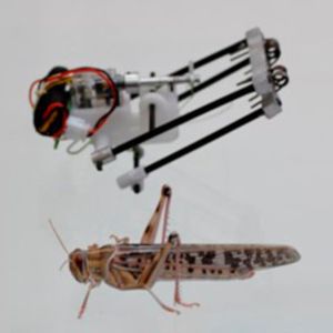 Roboter und Vorbild: Lange Beine bieten Sprungkraft.