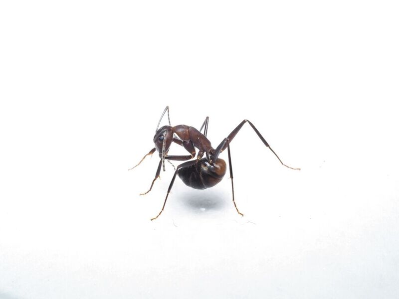 Eine Ameise (Camponotus cf. nicobarensis), die gerade versucht, Ameisensäure aus ihrer Giftblase zu schlucken