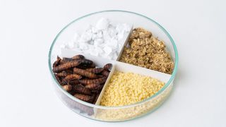 Mit Heißdampf lassen sich viele verschiedene Produkte wie Kalk, Stroh, Couscous oder Insektenlarven energieeffizient und schonend trocknen. (Bild: Fraunhofer IGB)