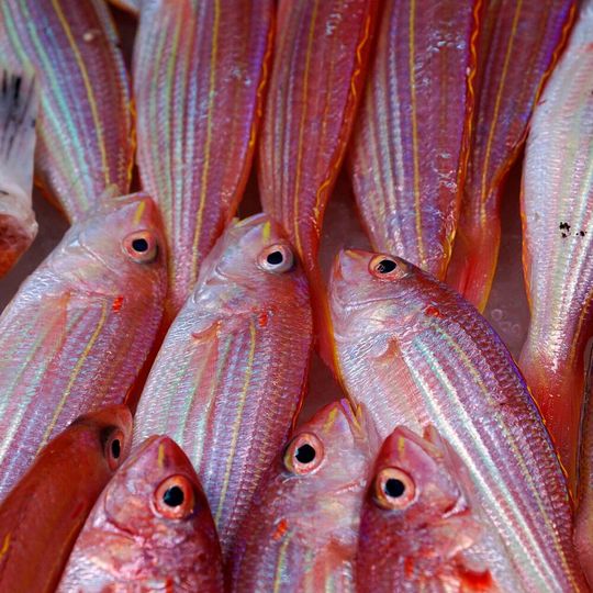 The rate of melanoma was 22 percent higher among people who reported eating the most fish. The rate of melanoma was 22 percent higher among people who reported eating the most fish.