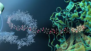 Das Enzym MHETase ist ein riesiges komplex gefaltetes Molekül. MHET-Moleküle aus PET-Kunststoff docken an einer aktiven Stelle im Inneren der MHETase an und werden dort aufgespalten.  ((c) M. Künsting/HZB)