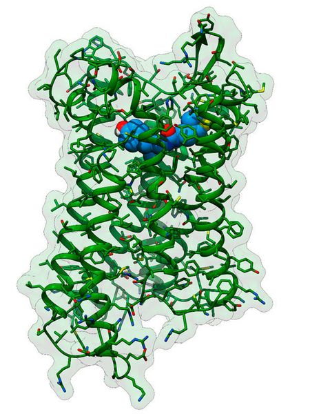 3D-Strukturenmodell des neuartigen Analgetikums PZM21 (blau mit rot und gelb) gebunden an den μ-Opioidrezeptor (grün), der für seine Wirkung verantwortlich ist. (FAU/Jonas Kaindl)