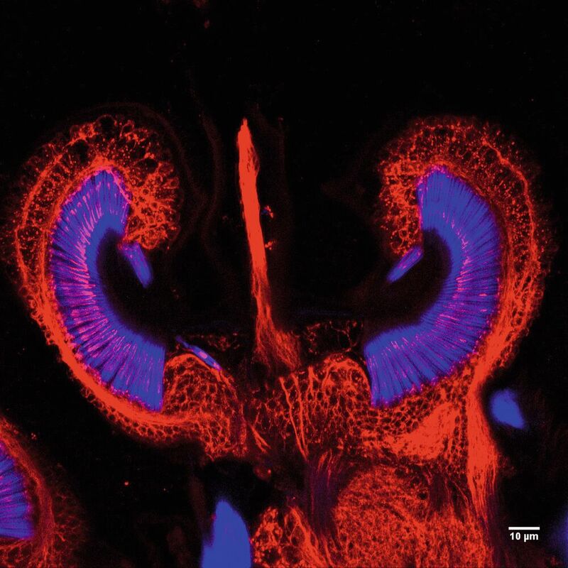 Unter dem Mikroskop wird das Innenohr der Mücke sichtbar: Die blau und rot schimmernden Sinneszellen sind hochsensibel und wandeln die Schwingung der Antenne in elektrische Impulse um.