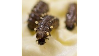 Larven des Meerrettichblattkäfers (Bild: Sindy Frick/MPI chem. Ökol.)