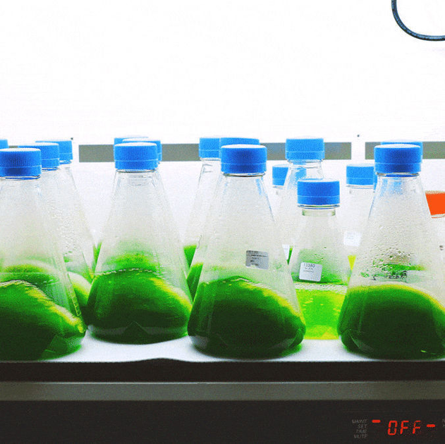 Exxon Mobil Reports Milestone in Algae Biofuel Research