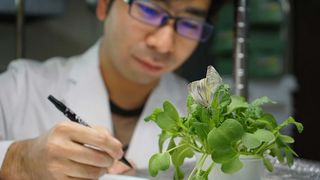 Yu Okamura mit sich paarenden Kohlweißlingsfaltern (Pieris brassicae). Die Larven von Schmetterlingslinien, die nach der CRISPR-Cas9-Genom-Editierung keines der beiden Entgiftungsenzyme mehr besaßen, konnten die Senfölbombe der Wirtspflanze nicht richtig entschärfen. Ihr Wachstum und ihre Überlebenrate waren stark reduziert. (Bild: Yawako Kawaguchi)
