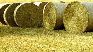 Bei der Herstellung von Biokraftstoffen der zweiten Generation werden die zellulosehaltigen Bestandteile der Pflanze genutzt.  (Bild: Wikipedia)