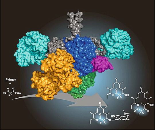 Wissenschaftler der Goethe-Universität haben ein Enzym erzeugt, das über mehrere nacheinander ausgeführte Reaktionen fluorierte Antibiotika herstellen kann. Zur Veranschaulichung sind die unterschiedlichen Bereiche des Hybrids, die hierbei zusammenwirken, in verschiedenen Farben dargestellt. Wissenschaftler der Goethe-Universität haben ein Enzym erzeugt, das über mehrere nacheinander ausgeführte Reaktionen fluorierte Antibiotika herstellen kann. Zur Veranschaulichung sind die unterschiedlichen Bereiche des Hybrids, die hierbei zusammenwirken, in verschiedenen Farben dargestellt.