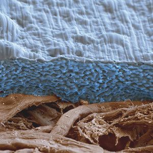 Ein mit einer Kunststoffschicht aus PBAT/PLA-Compound überzogener Pappbecher weicht nicht durch und kann industriell kompostiert werden. (Bild: BASF)