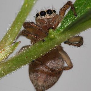 (Bild: David E. Hill, Peckham Society, Simpsonville, South Carolina)