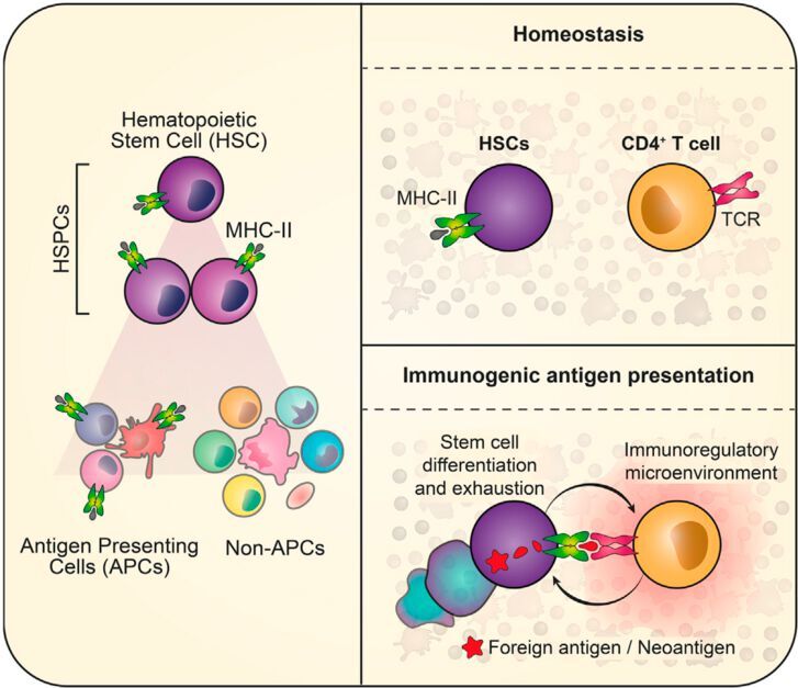 Hämatopoietische Stammzellen verharren normalerweise in Ruhe. Weisen sie Veränderungen in ihrem Erbgut auf, präsentieren sie die veränderten Antigene über den MHC-II-Komplex an T-Zellen, die dafür sorgen, dass sie aus dem Stammzellpool eliminiert werden.