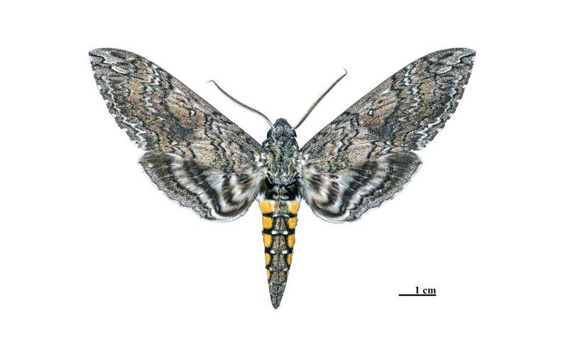 Tabakschwärmerweibchen