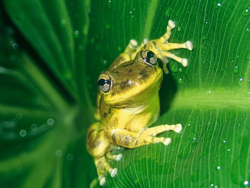 Der Knickzehenlaubfrosch Scinax fuscovarius wurde an vielen Teichen nachgewiesen. (Martin Jansen)