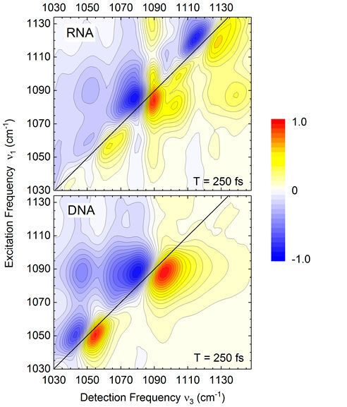 Zweidimensionale Schwingungsspektren von RNA (oben) und DNA (unten) im Frequenzbereich der Zucker-Phosphat-Schwingungen des Rückgrats. Das RNA Spektrum weist zusätzliche Banden (Konturen) entlang der Frequenzdiagonalen ν1=ν3 und eine komplexere Verteilung von Außerdiagonalbeiträgen auf. Neben den Frequenzpositionen geben die Linienformen der einzelnen Banden (Konturen) Aufschluss über Details der Wechselwirkung mit benachbarten Wassermolekülen. (Forschungsverbund Berlin e. V.)