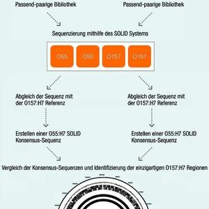 Abb. 2: Arbeitsablauf für das O55:H7 „nearest neighbor Sequencing“.