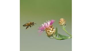 Honigbiene fliegt Blume an. (Bild: Bayer Animal Health GmbH)