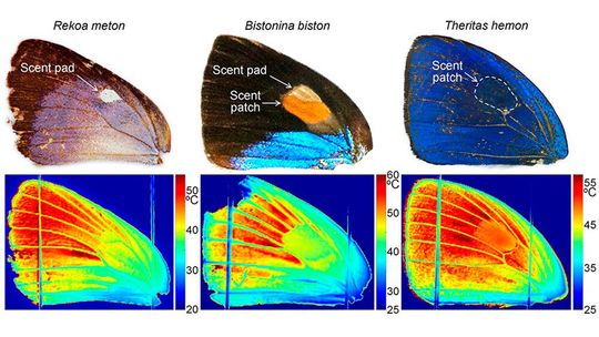 Bild 2: Lebende Flügelstrukturen von Schmetterlingen (Flügeladern, Duftpolster und -flecken, scent pads und patches) haben einen erhöhten Emissionsgrad, um einen besseren Kühleffekt durch Wärmestrahlung zu erreichen. (Bild:  Nanfang Yu und Cheng-Chia Tsai)