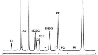 Chromatogramm ()