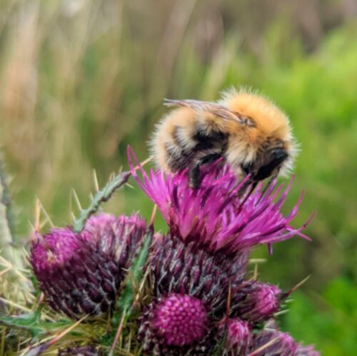The team recorded over 1.6 million individual flowers and more than 5,000 plant-pollinator interactions across 58 plant species and 405 pollinator species.(Source:  University of Bristol)