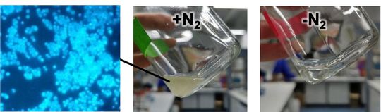 Nahaufnahme einer Methanothermococcus thermolithotrophicus-Kultur unter dem Mikroskop (links) und in einer Kulturflasche (Mitte und rechts). Diese Zellen wachsen auf Stickstoffgas als einziger Stickstoffquelle. Wenn kein Stickstoffgas vorhanden ist, wächst auch nichts (rechts). (Bild:  © Max-Planck-Institut für Marine Mikrobiologie)