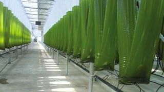 Algen wie in dieser Bioreaktoranlage sollen das Rauchgas des Heizkraftwerks Bremen verwerten.  (Bild: Phytolutions)