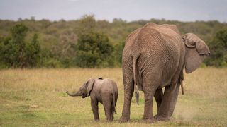 Weiblicher Afrikanischer Elefant mit Kalb (Bild: Leibniz-IZW/Jan Zwilling)