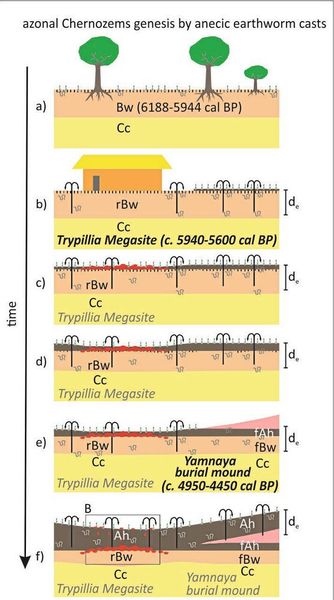 Die Bodengenese in Maidanets’ke. Oben (a) vor der kupferzeitlichen Besiedelung, darunter die Bodenbildung während der Zeit der Besiedlung (b) und danach (c–f). Es wird deutlich, dass der humose Ah-Horizont (in braun) durch die Aktivität der tiefgrabenden Regenwürmer über die Jahrhunderte allmählich aufgebaut und immer mächtiger wird.  (Bild: Geoderma/Stefan Dreibrodt)