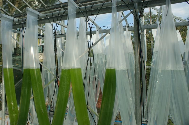 Die Algenprodukte, hier aus Spirolina und Chlorella, kommen sowohl als Nahrungsergänzungsmittel als in der Kosmetik zum Einsatz. Geerntet werden kann im Schnitt zwei Mal pro Woche.  (Ulrike Ostler/Vogel IT-Medien GmbH)